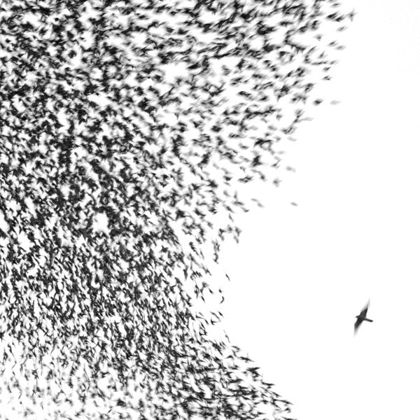 WILCO - SKY BLUE SKY - CD