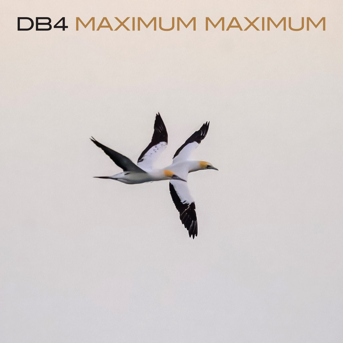 DB4 - MAXIMUM MAXIMUM - LP