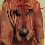 SEGALL, TY - GOODBYE BREAD - LP