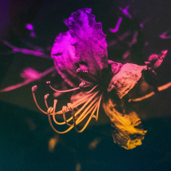 GB3 / STEVE KILBEY - SAKURA FLOWER - CD